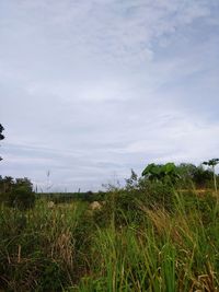 Scenic view of field against sky