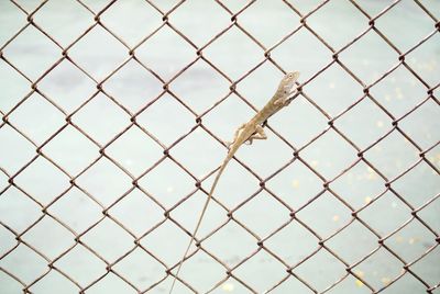 Close-up of lizard on chainlink fence