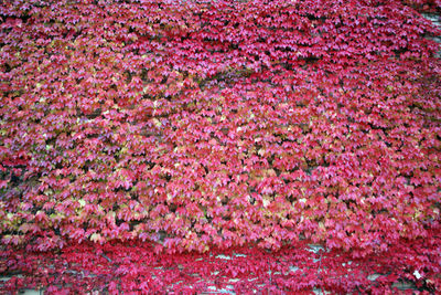 Full frame shot of pink flowering plants on field