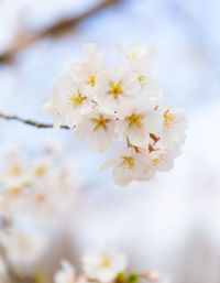 Close-up of cherry blossoms