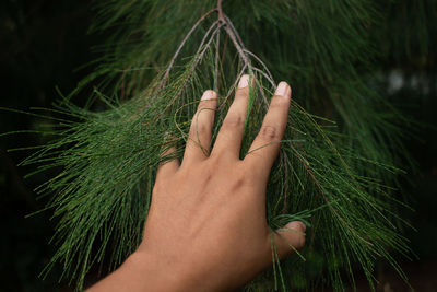 Close-up of hand holding plant