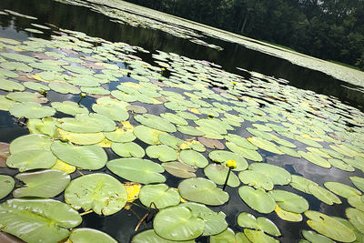 Close-up of water lily in lake