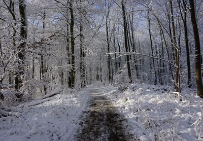 Snow covered land amidst trees in forest