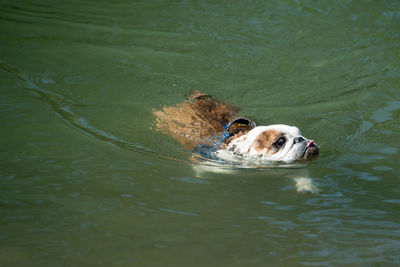 High angle view of dog swimming in lake