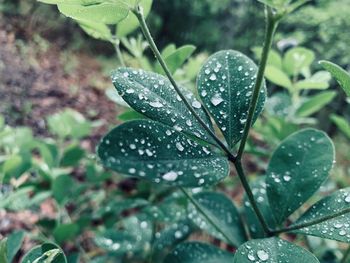 Close-up of wet plant leaves during rainy season