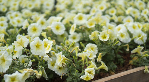 Close-up of white flowering plants growing on field