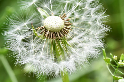 Close-up of dandelion flower