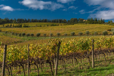 Scenic view of vineyard against sky