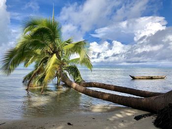 Palm tree by sea against sky