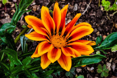 Close-up of orange flower blooming outdoors