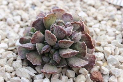Close-up of succulent plant on pebbles