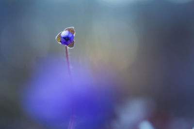 Beautiful blue anemone flower on the spring forest ground. shallow depth of field.