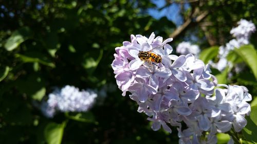 Close-up of bee pollinating on purple flower