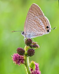 Close-up of butterfly pollinating on flower