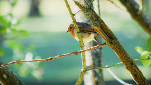 Close-up of bird perching on branch