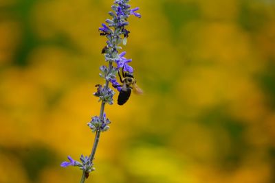 Close-up of insect on flower