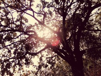 Low angle view of trees against sky