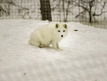 White cat on snow covered tree