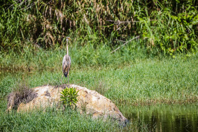 View of bird in lake