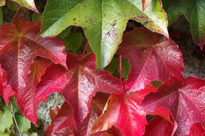 Close-up of red leaves during autumn