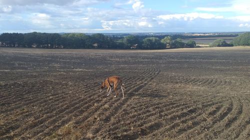 View of horse on field against sky