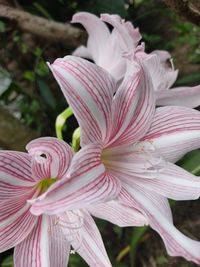 Close-up of pink lilies