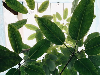 Close-up of fresh green leaves