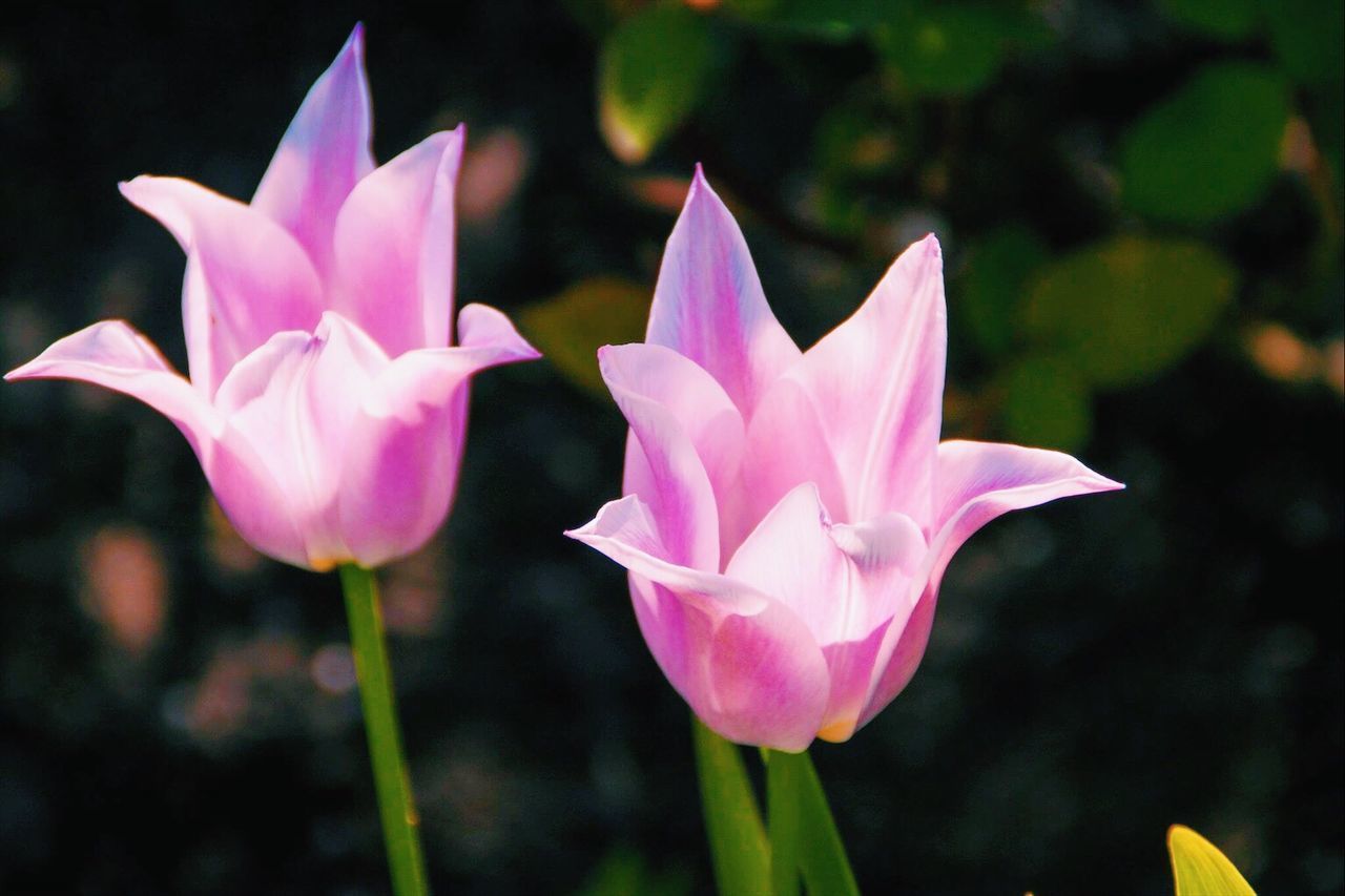 CLOSE-UP OF LOTUS BLOOMING OUTDOORS