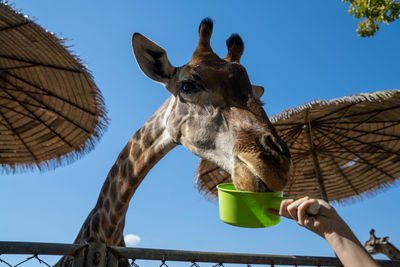 Low angle view of giraffe against clear blue sky