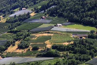 Grapeyards over meran