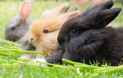 Professional veterinarian holding brown holland lop rabbit.