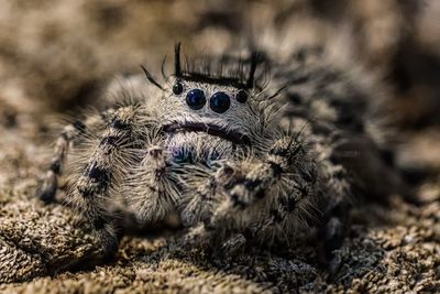 Close-up of jumping spider on field