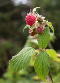 Close-up of strawberry growing on plant