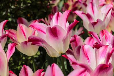 Close-up of pink flowers