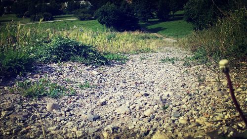 Plants growing on field