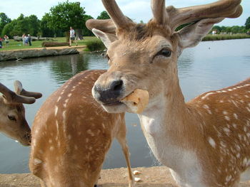 Deer by lake