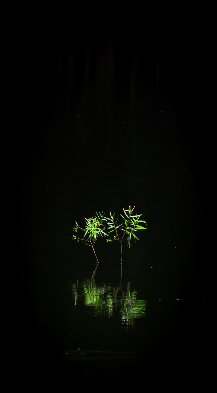 CLOSE-UP OF PLANT IN WATER