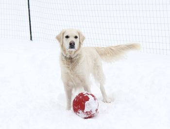 Dog in the snow with her prized red ball