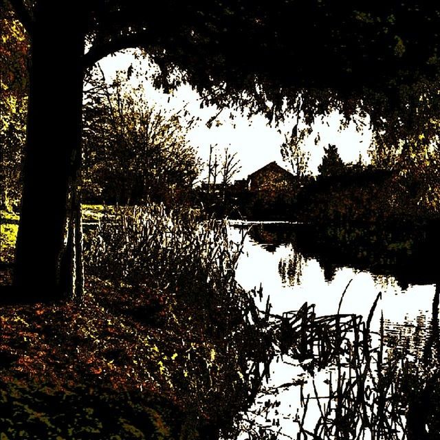 water, reflection, tree, lake, tranquility, tranquil scene, nature, scenics, growth, plant, beauty in nature, clear sky, sky, standing water, river, branch, calm, no people, idyllic, non-urban scene