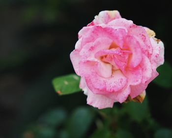 Close-up of pink rose blooming outdoors