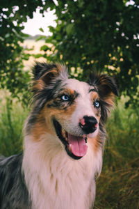 Close-up of dog looking away