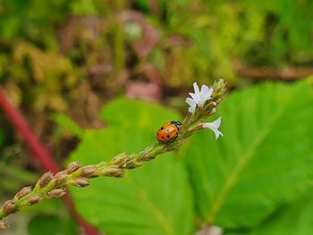 Close-up of ladybug on flower