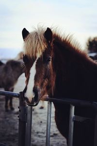 Portrait of horse standing on field