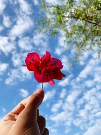 Cropped hand of person holding red flower against sky
