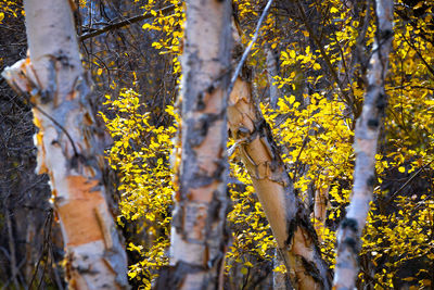 Close-up of yellow flower tree in forest