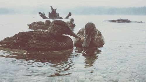 Duck swimming lake