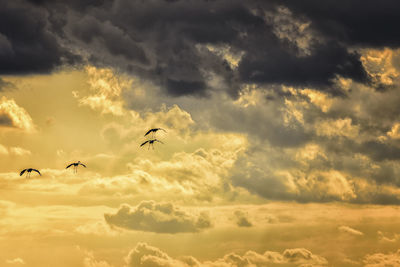 Low angle view of silhouette birds flying against dramatic sky