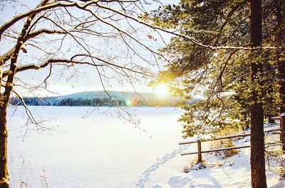 Sun shining through trees