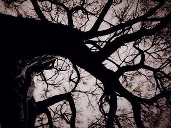 Low angle view of bare trees against sky