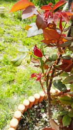 Plant growing on a tree